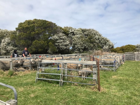 Flinders Island Show - Accommodation QLD 1