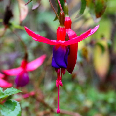 Friends Of Tindale Garden Monthly Plant Sales - Accommodation QLD 0