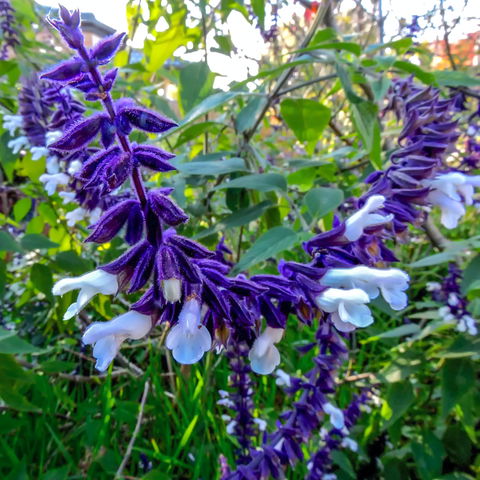 Friends Of Tindale Garden Monthly Plant Sales - Accommodation QLD 1