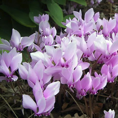 Friends Of Tindale Garden Monthly Plant Sales - Accommodation QLD 2