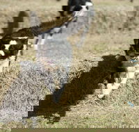 Great Nundle Dog Race