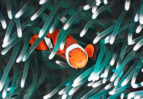 Great Barrier Reef Masters Games - Accommodation QLD 1