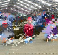 Hamilton Jack Russell Terrier and Hunting Dog Show - Accommodation QLD