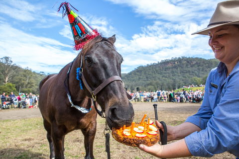 Horses Birthday Festival - Accommodation QLD 0