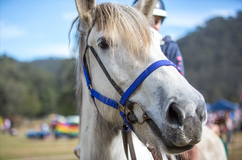 Horses Birthday Festival - Accommodation QLD 1