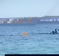 Jervis Bay's Sydney to Hobart Experience - Accommodation QLD