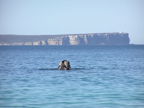 Jervis Bay's Sydney To Hobart Experience - Accommodation QLD 0