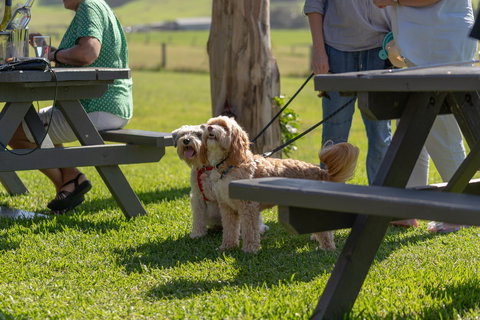 Live Music Sundays At Mountain Ridge Wines - Accommodation QLD 1