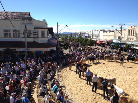 NCMC Casino Beef Week - Accommodation QLD 0