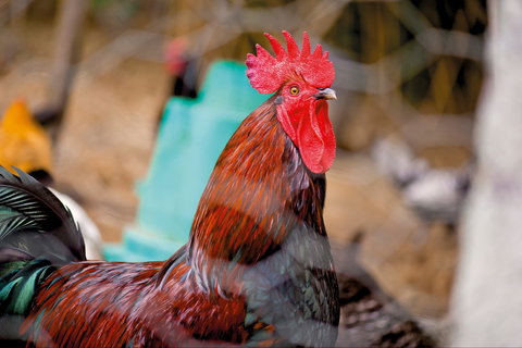 Nimbin Show - Accommodation QLD 0