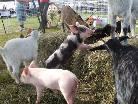 Primex Field Days - Online Virtual Event - Accommodation QLD 2
