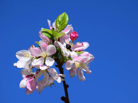 Spring Time At Hunter Valley Gardens - Accommodation QLD 0