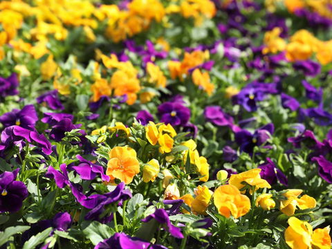 Spring Time At Hunter Valley Gardens - Accommodation QLD 2