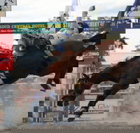 Stroud Rodeo and Campdraft - Accommodation QLD