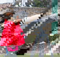 Sydney Observatory Mandarin Tour - Accommodation QLD