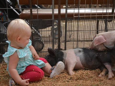 The Gunnedah Show - Accommodation QLD 1