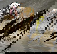 Twilight Greyhound Racing - Accommodation QLD