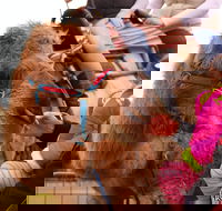 Willunga Almond Blossom Festival - Accommodation QLD