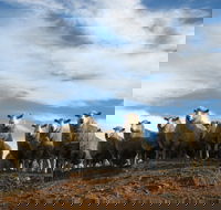 Annual Bredbo Sheep Dog Trials - Accommodation QLD