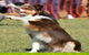 Dogs In The Park NSW Orange - thumb 0