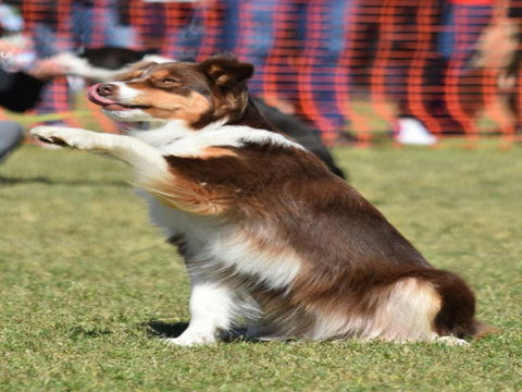 Dogs In The Park NSW Orange - Accommodation QLD 0