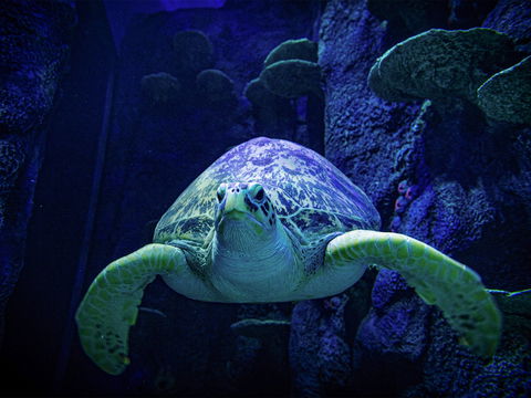 Sydney's Aquarium - Accommodation QLD 0
