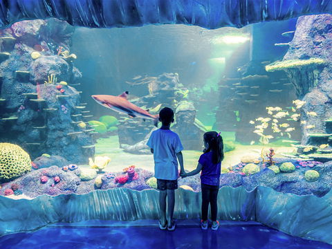 Sydney's Aquarium - Accommodation QLD 1