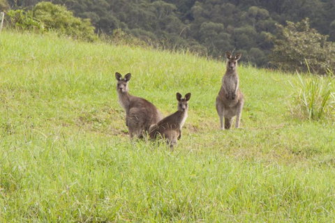 Wilderberry Cottage - Accommodation QLD 6