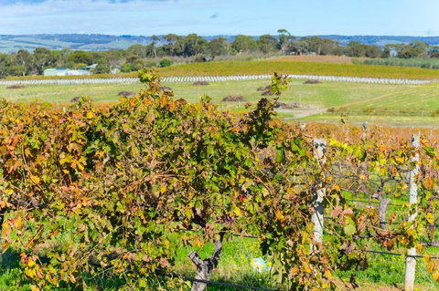 Sun & Surf Aldinga Beach Apartment - Accommodation QLD 6