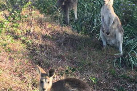 Lookout Unit 7 - Accommodation QLD 3