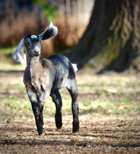 Alexandra Farmstay - Accommodation QLD 5