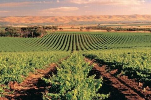McLaren Vale Backpackers - Accommodation QLD 5