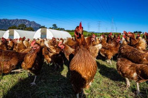 Carinya Farm Holiday Retreat - Accommodation QLD 7