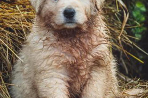 Carinya Farm Holiday Retreat - Accommodation QLD 6