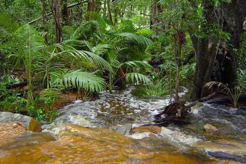 Forest Lodge: Bali Style Retreat - Accommodation QLD 6