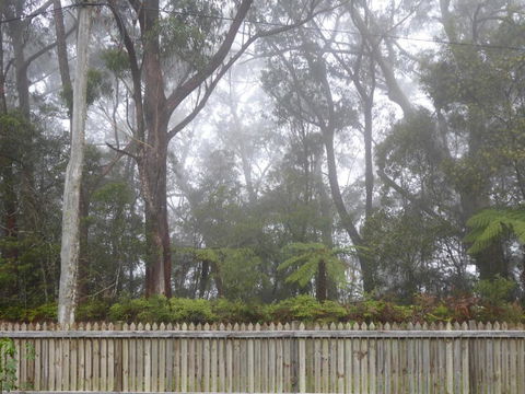 Buddha Cottage Springbrook - Accommodation QLD 6