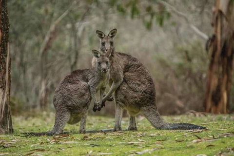 Yarrangobilly Caves House - Accommodation QLD 7