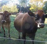 Drumreagh Bed  Breakfast Cabins - Accommodation QLD