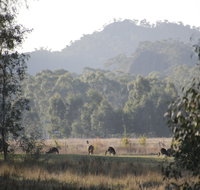 Dacelo - Accommodation QLD