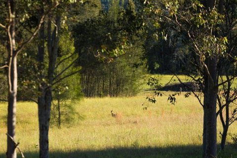 Windsors Edge Cottage Rothbury - Accommodation QLD 2