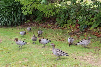 Leura Fairways West - Accommodation QLD 0