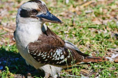 Kookaburras At Smiths - Accommodation QLD 5