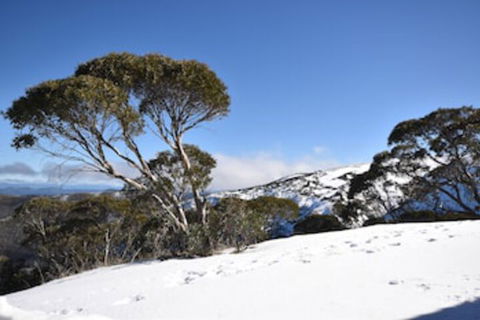 Alpine Heights 9 - Accommodation QLD 0