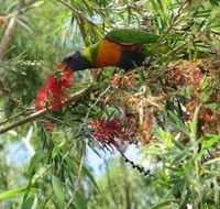 Clifton Beach Retreat - Accommodation QLD