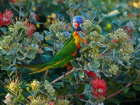 Fyshwicks Cottage - Accommodation QLD 1