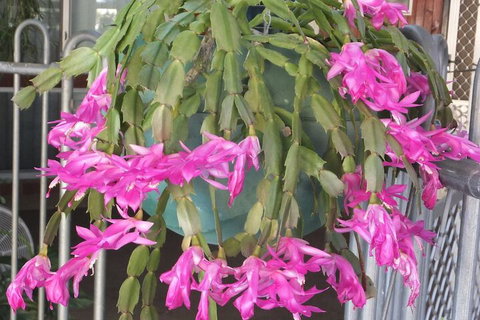 Kathys Place Bed And Breakfast - Accommodation QLD 1