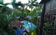 Balinese Breeze - thumb 2