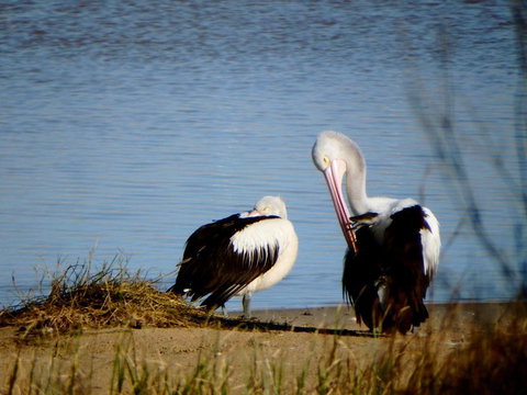 Lazy Lobster Holiday Units & Chalets - Accommodation QLD 5