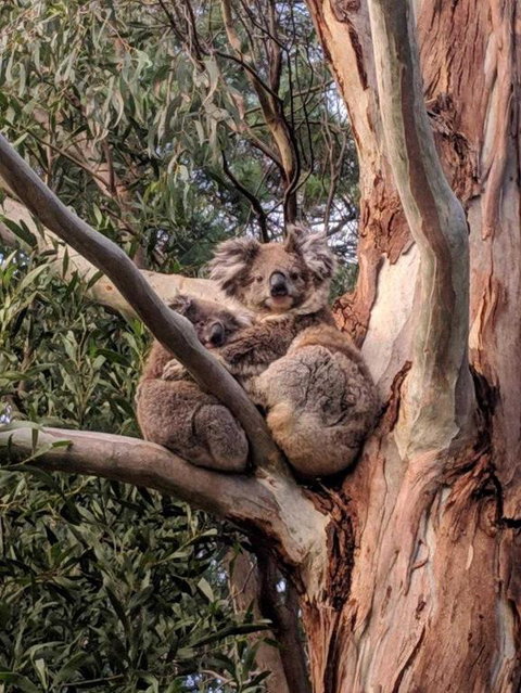 Kangaroo Manor - Accommodation QLD 2