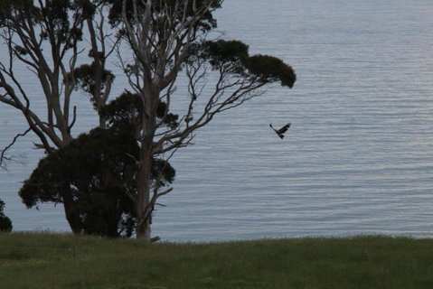 Penguin Seaside Farm - Accommodation QLD 6